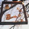 Poet.Tree, 
2003, 
wood, glass, leaves, thread, 
installation of 12 frames - each
3' x 2.75' x 4"